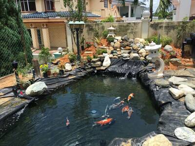 Famous Koi Pond Construction and Maintenance Business for Sale