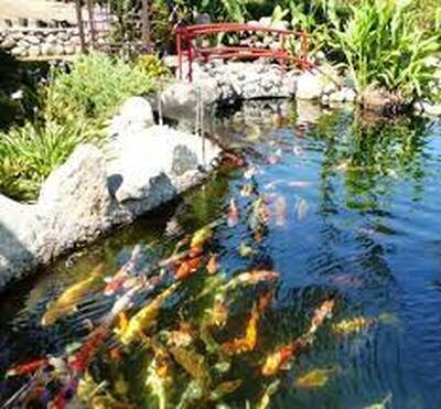 Famous Koi Pond Construction and Maintenance Business for Sale