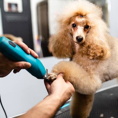 Specialized Pet Grooming Salon For Sale, Dallas TX