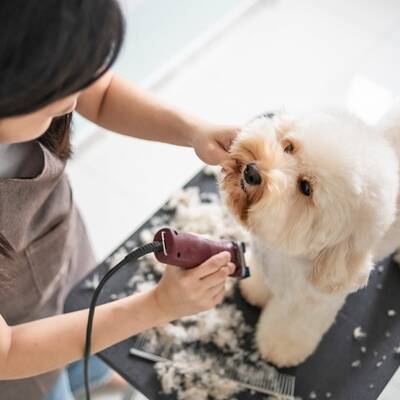 Specialized Pet Grooming Salon For Sale, Dallas TX