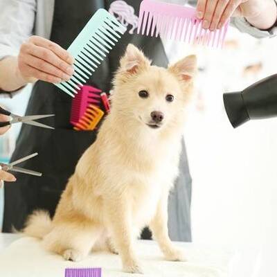 Rapidly Growing Mobile Pet Grooming Salon For Sale, Dallas TX