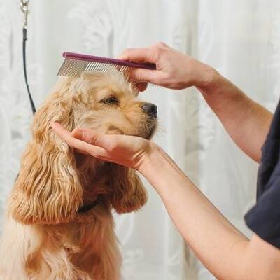Rapidly Growing Mobile Pet Grooming Salon For Sale, Dallas TX