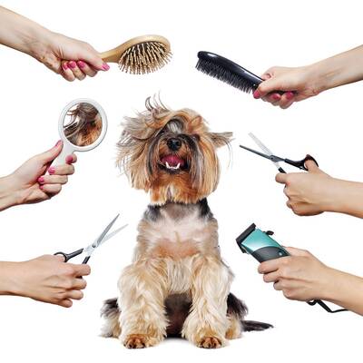 Rapidly Growing Mobile Pet Grooming Salon For Sale, Dallas TX