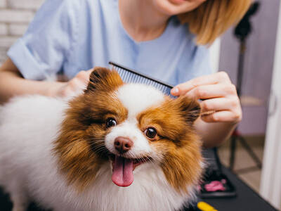 Dog Grooming Business For Sale, Harris County TX