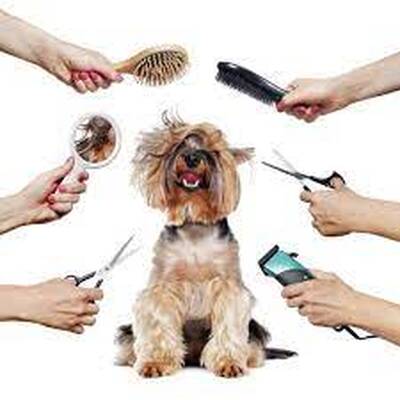 Dog Grooming Business For Sale, Harris County TX