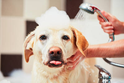 Dog Grooming Business For Sale, Harris County TX