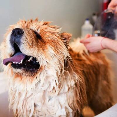 Profitable Dog Grooming Business for Sale in Denton County, TX
