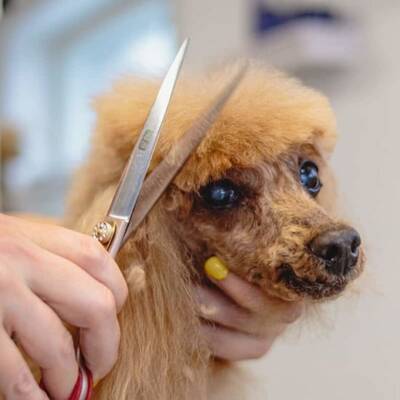 Profitable Dog Grooming Business for Sale in Denton County, TX