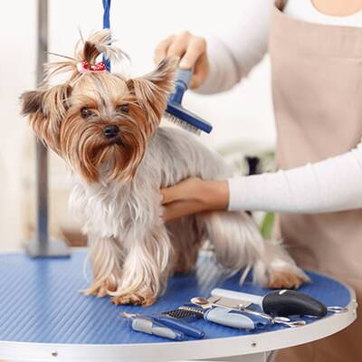 Dog Grooming Business for Sale with Real Estate in Tarrant County, TX