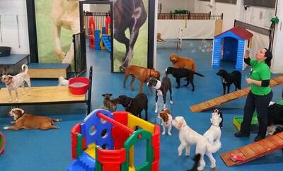 Pet Daycare Business For Sale In Fort Worth, TX