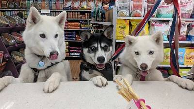 Pet Store Business For Sale In Dallas, TX