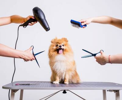 Profitable Mobile Pet Grooming Business For Sale, Dallas TX