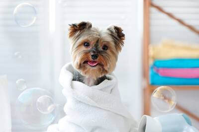 Profitable Mobile Pet Grooming Business For Sale, Dallas TX