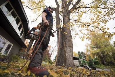 Tree Service Business For Sale, Taylor County TX