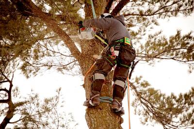 Tree Service Business For Sale, Taylor County TX