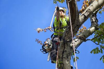 Tree Service Business For Sale, Taylor County TX