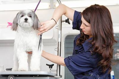 Pet Grooming and Boarding Facility Business For Sale, Tarrant County TX