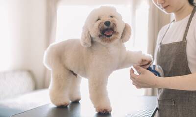 Pet Grooming and Boarding Facility Business For Sale, Tarrant County TX