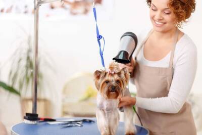 Pet Grooming and Boarding Facility Business For Sale, Tarrant County TX