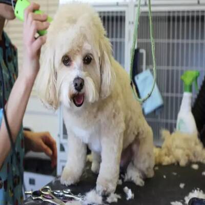 SBA Pre-Approved Dog Grooming Business for Sale in the Bellaire Area
