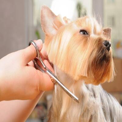 SBA Pre-Approved Dog Grooming Business for Sale in the Bellaire Area