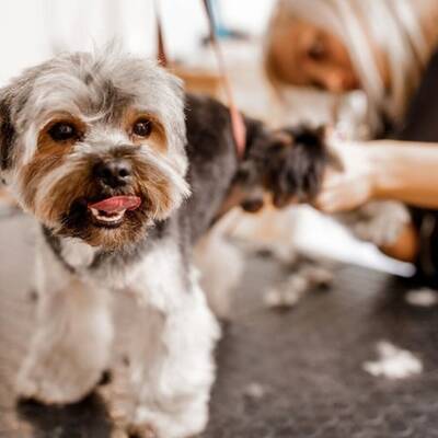 SBA Pre-Approved Dog Grooming Business for Sale in the Bellaire Area