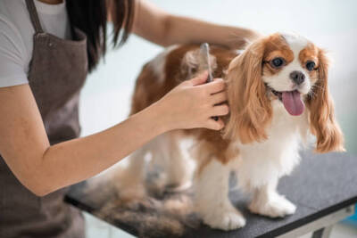 Dog Grooming Business For Sale, Houston TX