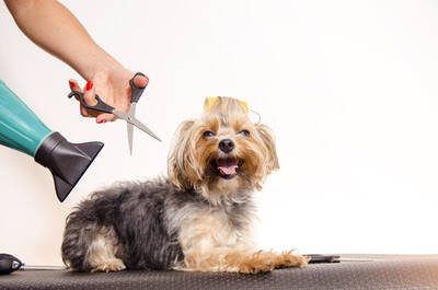 Dog Grooming Business For Sale, Houston TX