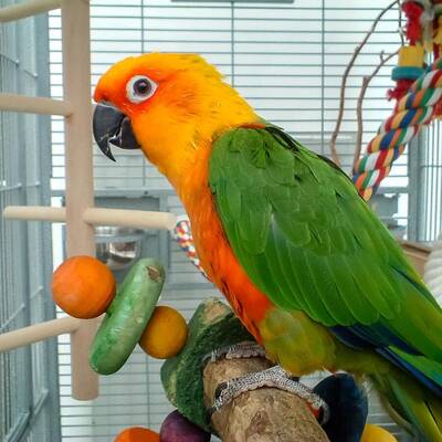 Highly Rated Pet Store for Sale in Houston, TX