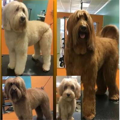 Dog Grooming Salon for Sale in West Houston, TX
