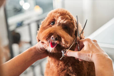 Pet Grooming Business For Sale, Orange County CA