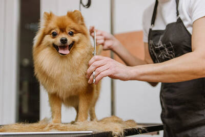 Pet Grooming Business For Sale, Orange County CA