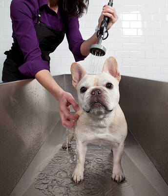 Self Serve Dog Wash & Full Service Dog Grooming For Sale, Los Angeles County CA