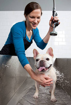 Self Serve Dog Wash & Full Service Dog Grooming For Sale, Los Angeles County CA