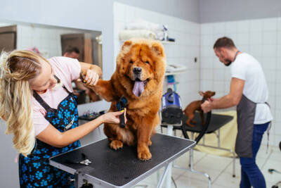 Profitable Pet Grooming Business For Sale, Phoenix AZ