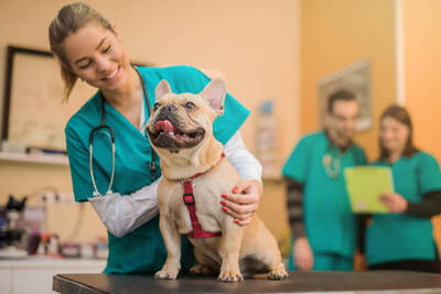 Established Animal Hospital For Sale, Chicago IL