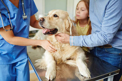 Established Animal Hospital For Sale, Chicago IL