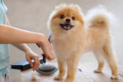 Dog Grooming Franchise Opportunity, Chicago IL