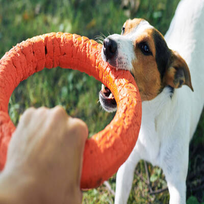 Fetch! Pet Care Franchise for Sale