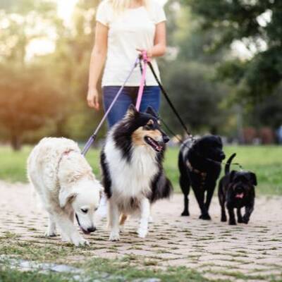 Fetch! Pet Care Franchise for Sale