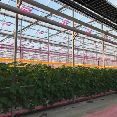 Greenhouse on QEW For Lease in Ontario