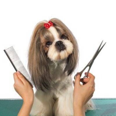 Pet Grooming Franchise for Sale in Florida