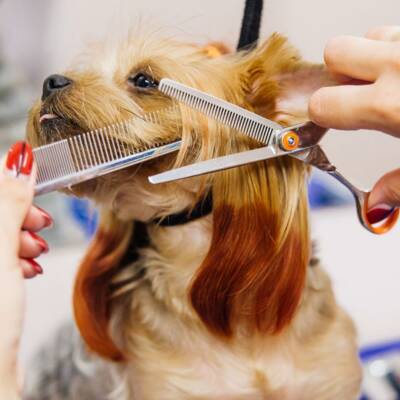 Pet Grooming Franchise for Sale in Florida