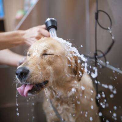 Pet Grooming Franchise for Sale in Florida