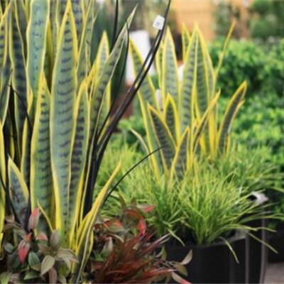Profitable Commercial and Residential Plant Decor Business