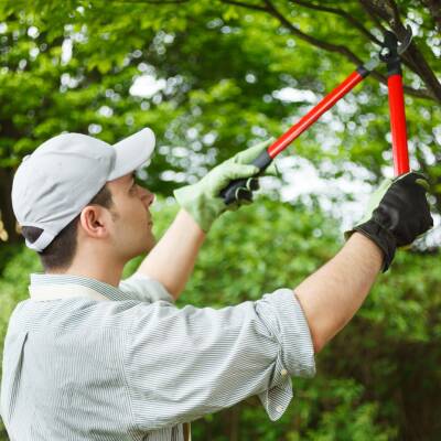 Reputable Tree Maintenance Business