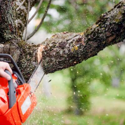 Reputable Tree Maintenance Business