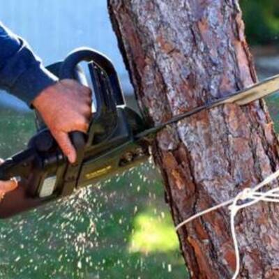 Reputable Tree Maintenance Business