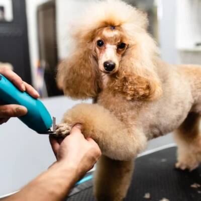 Bath, Cut, Brush - Pet Care & Grooming Franchise Opportunity